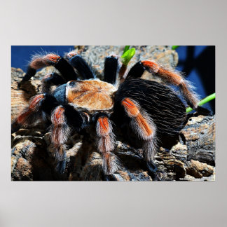 Póster Brachypelma boehmei