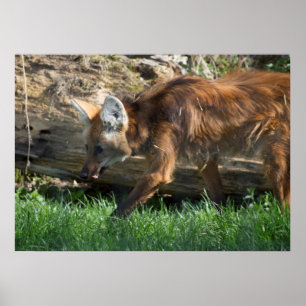 Póster Brachyurus de Chrysocyon