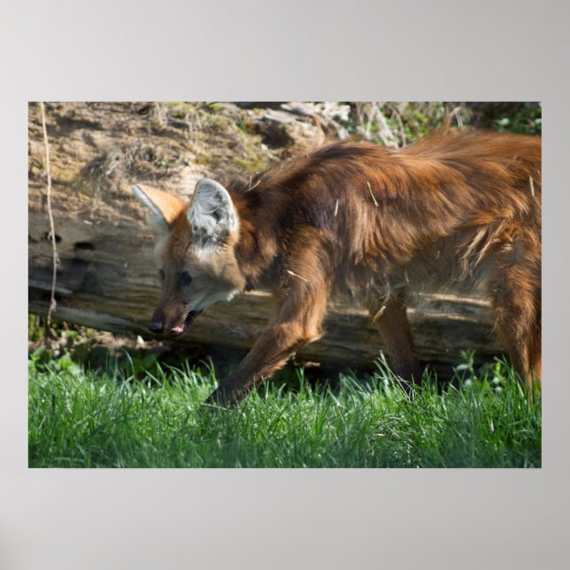 Póster Brachyurus de Chrysocyon (Frente)