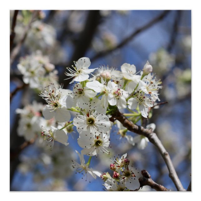 PÓSTER BRADFORD PEAR BLOSSOMS (Anverso)