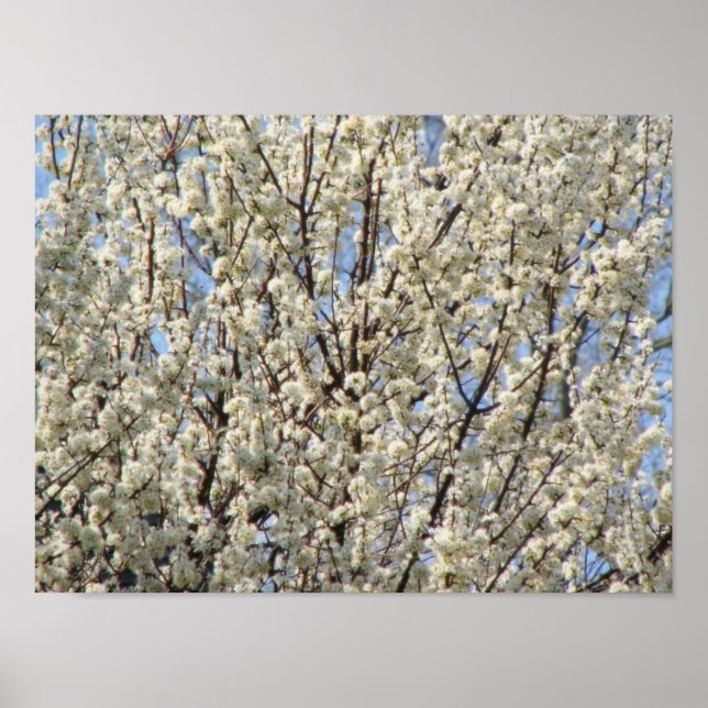 Póster Bradford Pear Tree Blooms (Frente)