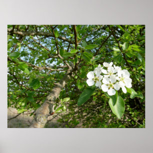 Póster Bradford Pear tree - Poster