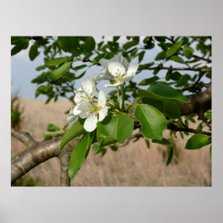 Póster Bradford Pear tree - Poster