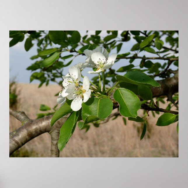 Póster Bradford Pear tree - Poster (Frente)