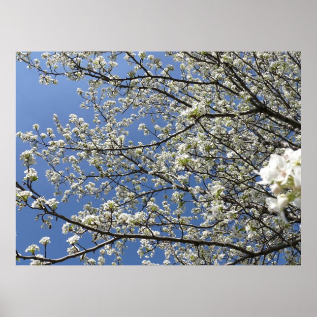 Póster Bradford Pear Tree - Poster (Frente)