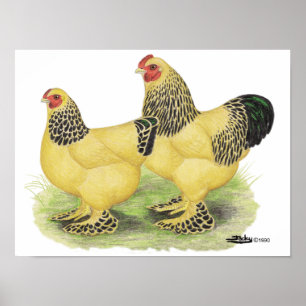 Póster Brahma Buff Pair