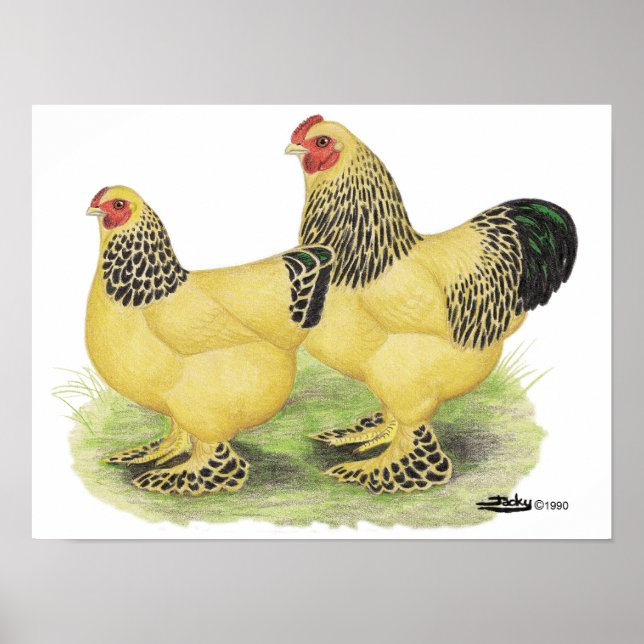 Póster Brahma Buff Pair (Frente)