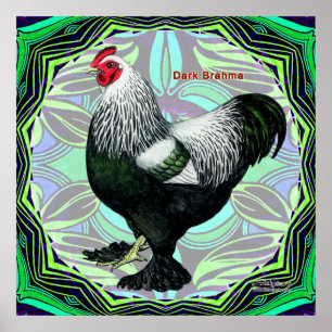Póster Brahma: Fancy Dark Rooster