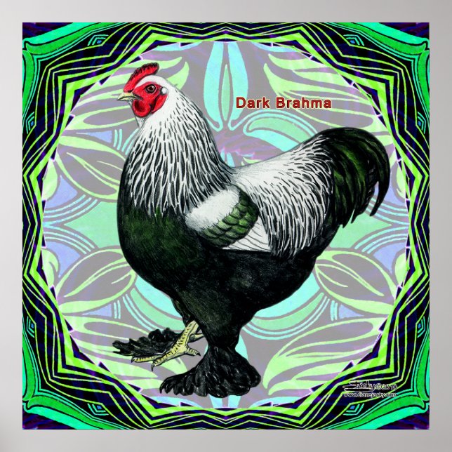 Póster Brahma: Fancy Dark Rooster (Frente)
