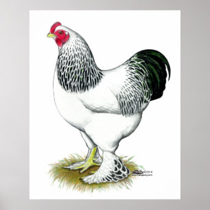 Póster Brahma: Gallo ligero