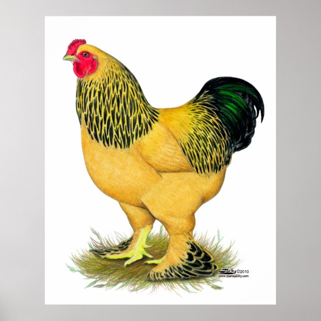 Póster Brahma: Rooster de Buff (Frente)