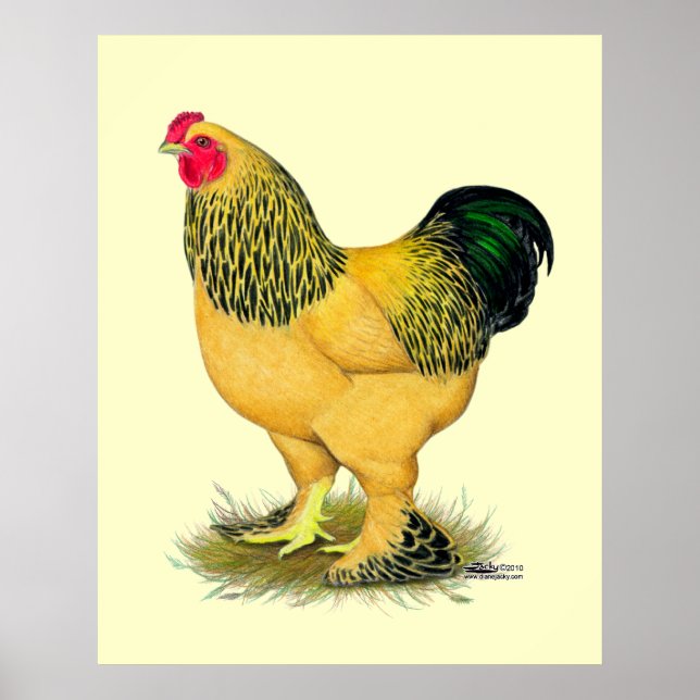 Póster Brahma: Rooster de Buff (Frente)