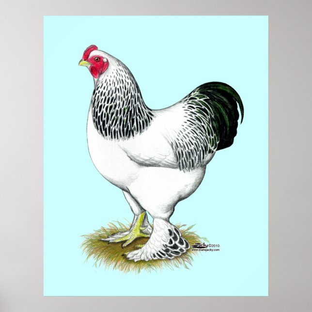 Póster Brahma: Rooster ligero (Frente)