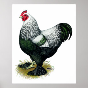 Póster Brahma: Rooster oscuro