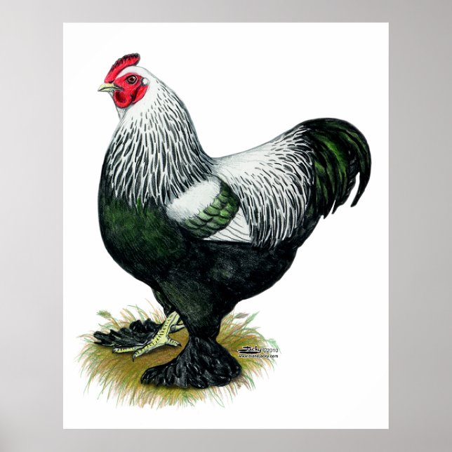 Póster Brahma: Rooster oscuro (Frente)