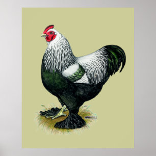 Póster Brahma: Rooster oscuro