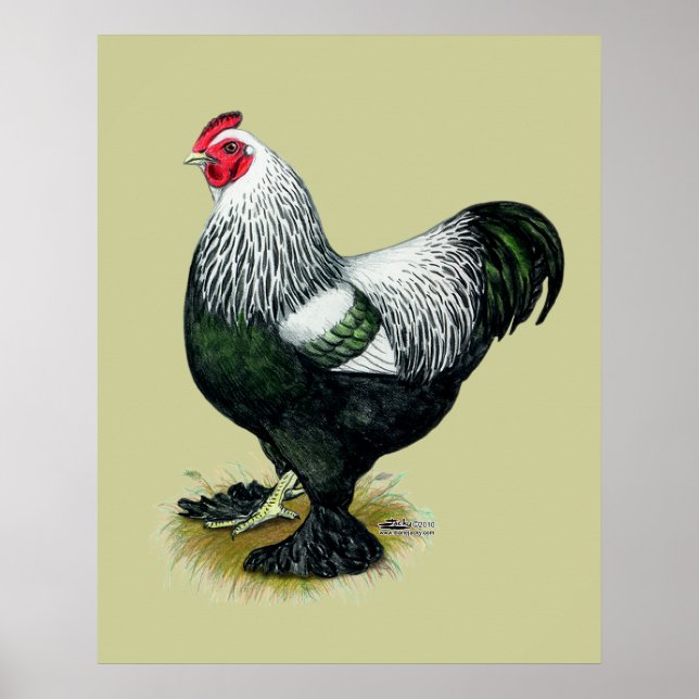 Póster Brahma: Rooster oscuro (Frente)