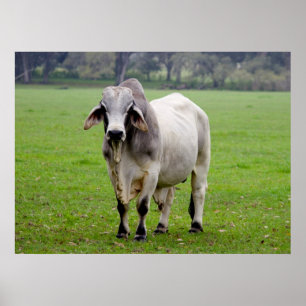 Póster Brahman (alias Brahma) Bull in Field