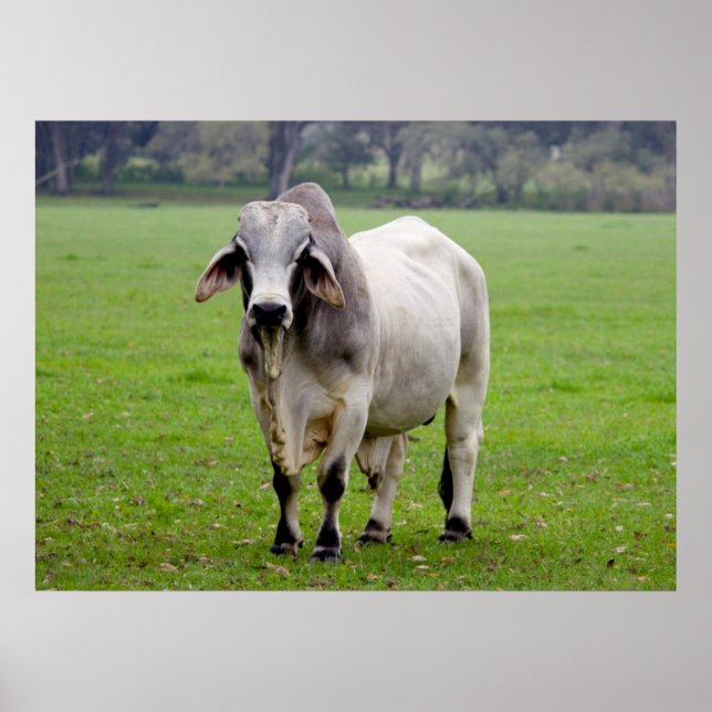 Póster Brahman (alias Brahma) Bull in Field (Frente)