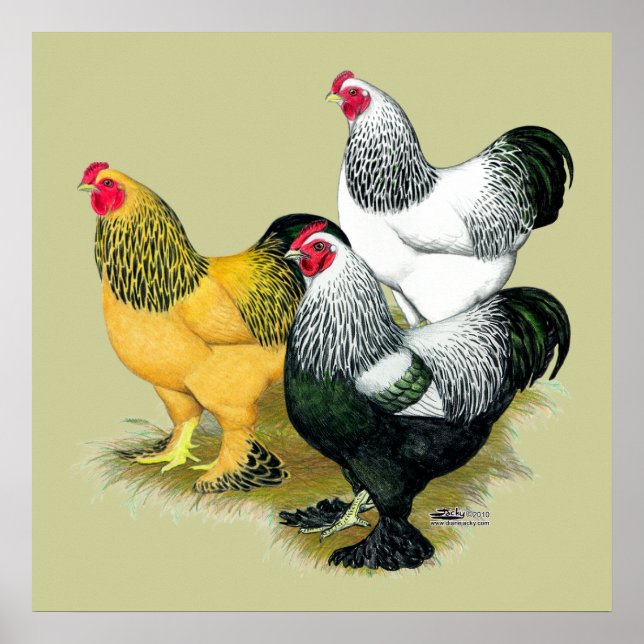 Póster Brahmas Tres Roosters (Frente)