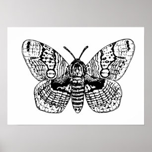 Póster Brahmin moth drawing