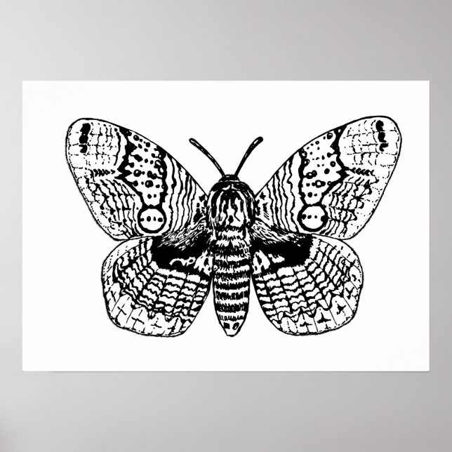 Póster Brahmin moth drawing (Frente)