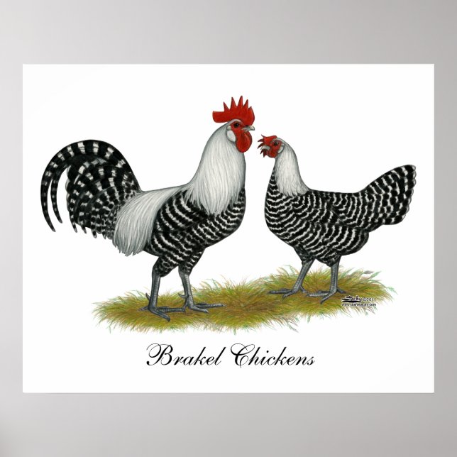 Póster Brakel Chickens (Frente)