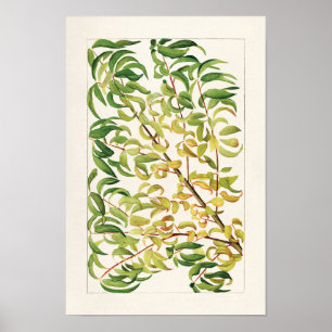 Póster Branch of peach (Prunus Persica) Painting