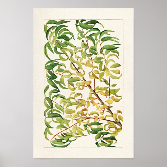 Póster Branch of peach (Prunus Persica) Painting (Frente)