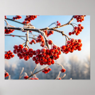 Póster Branch of vibrant red berries
