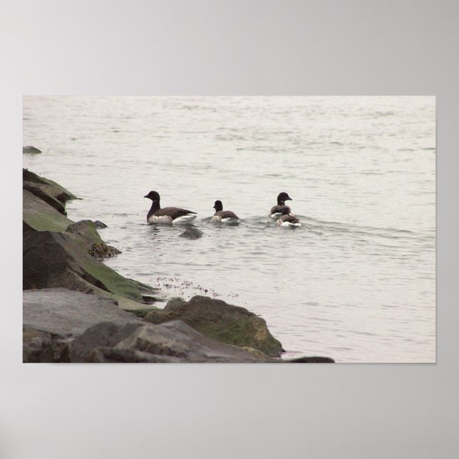 Póster Brant Geese in Ocean Poster (Frente)