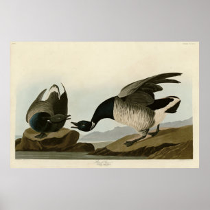 Póster Brant Goose (Brant) de Audubon Birds of America