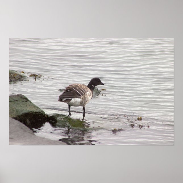 Póster Brant Goose Photo Poster (Frente)
