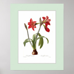 Póster Brasiliensis del Amaryllis, frontera de encargo
