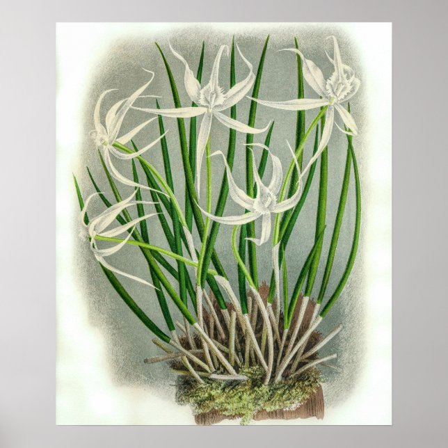 Póster Brassavola Cuculatta Flor Orquídea (Frente)