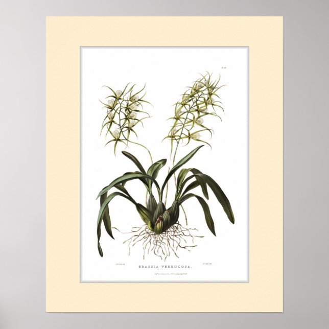 Póster Brassia verrucosa,borde Personalizado (Frente)