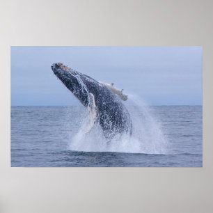 Póster Breaking Humpback Whale Calf Print