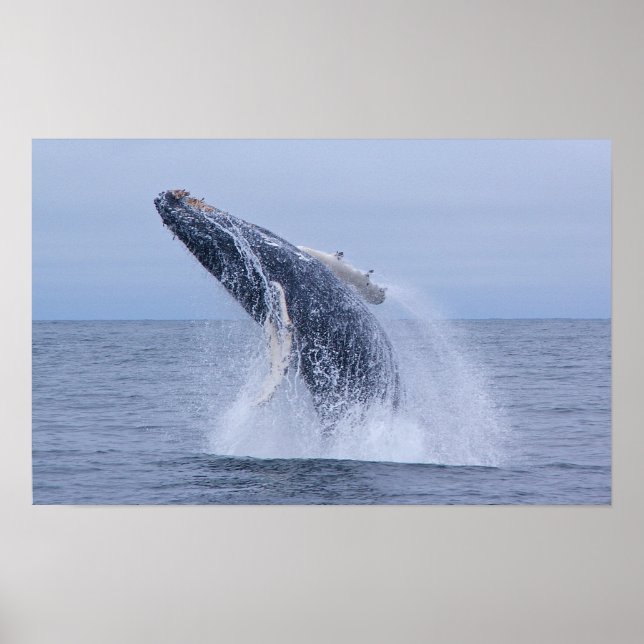 Póster Breaking Humpback Whale Calf Print (Frente)