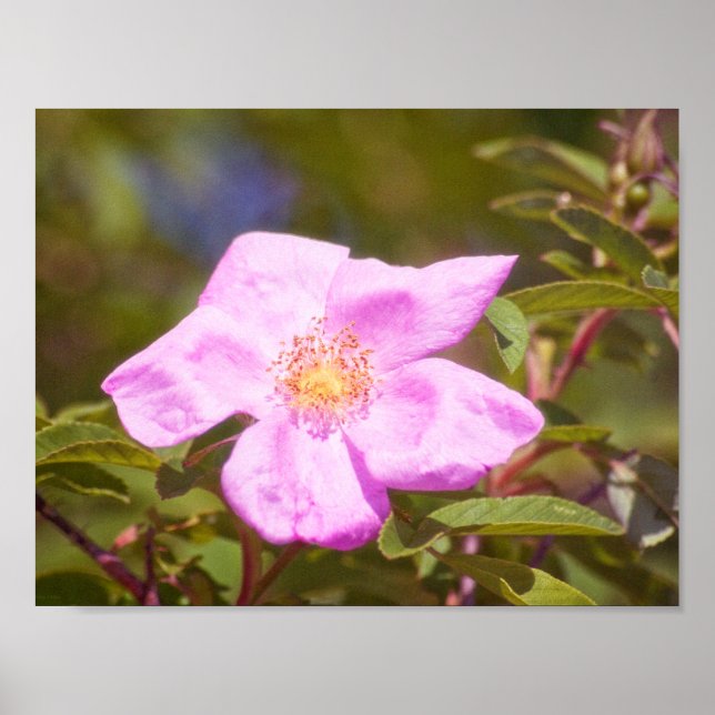 Póster Briar Rose (Frente)