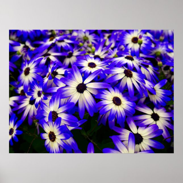Póster Bright Blue and White Digital Flowers (Frente)