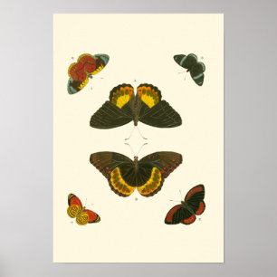 Póster Bright Butterflies by Pieter Cramer