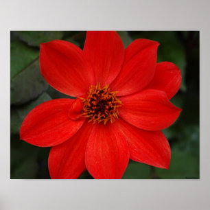 Póster Bright Red Flower