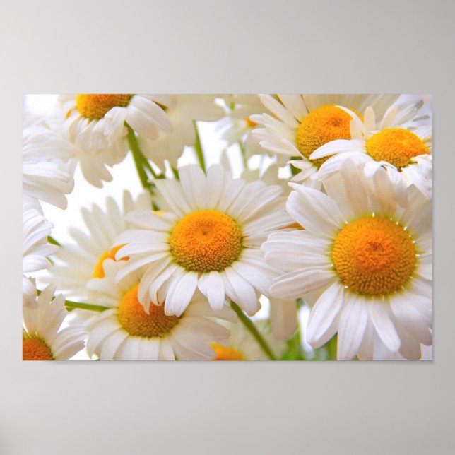 Póster Bright Summer Daisies (Frente)