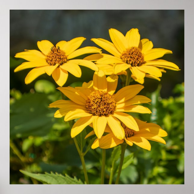 Póster Bright Yellows (Frente)