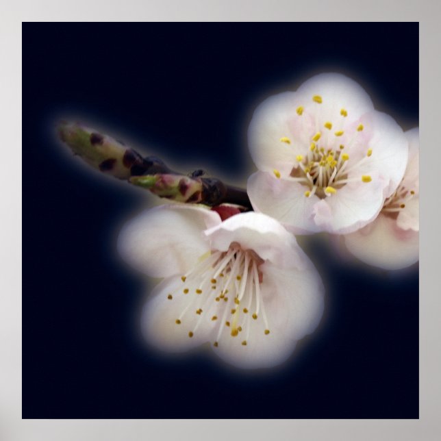 Póster brillando a la luz de la luna (Frente)