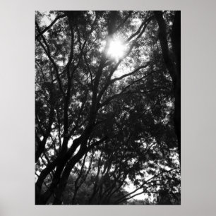 Póster Brillando en los árboles