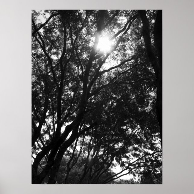 Póster Brillando en los árboles (Frente)