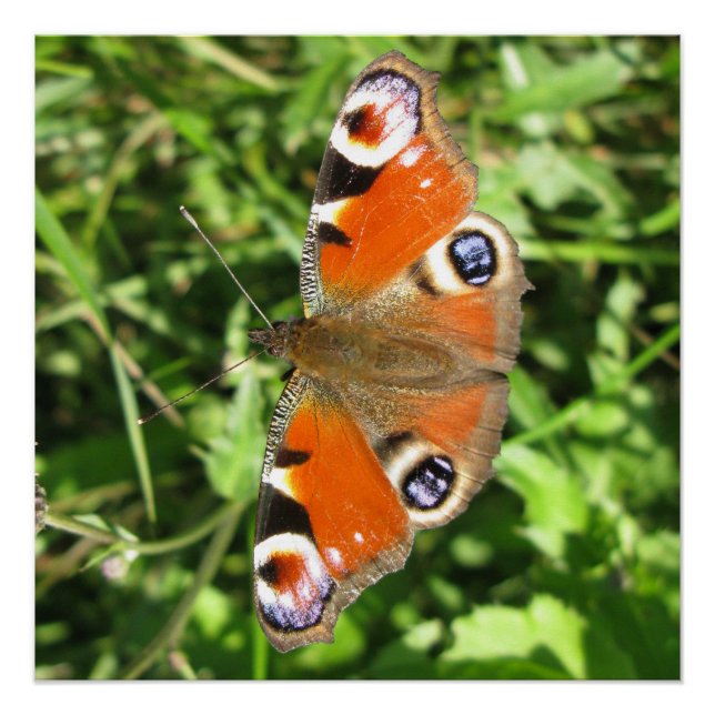 Poster brillante (Anverso)