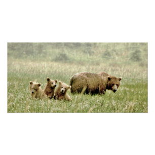 poster brillante 28x14 del oso grizzly y de
