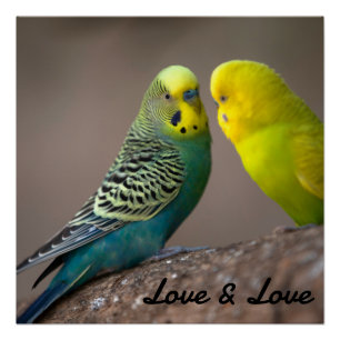Póster Brillante Amor Texto de Color Negro Imagen